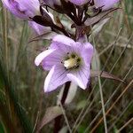 Gentianella foliosa flower picture by Fabien Anthelme (cc-by-sa)