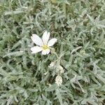 Cerastium tomentosum flower picture by Dominique Enjalbert (cc-by-sa)