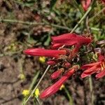 Keckiella cordifolia flower picture by John John Hardham (cc-by-sa)