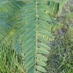 Amorpha fruticosa leaf picture by Thierry Gelgon (cc-by-sa)