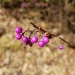 Callicarpa japonica fruit picture by Solomon Mekonnen (cc-by-sa)