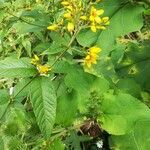 Lysimachia vulgaris habit picture by Renaud Brochiero (cc-by-sa)