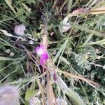 Epilobium hirsutum flower picture by kiwaul loiseau (cc-by-sa)