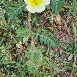 Tribulus zeyheri habit picture by susan brown (cc-by-sa)