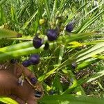 Dianella ensifolia flower picture by Fanie Grondin (cc-by-sa)