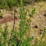 Erica cinerea leaf picture by Anne Loo (cc-by-sa)