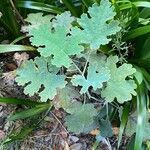 Macleaya cordata leaf picture by Muhammad IDRIS (cc-by-sa)