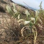 Pancratium maritimum habit picture by Fernandez David (cc-by-sa)