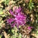 Centaurea tenorei flower picture by Zioivan Beirut (cc-by-sa)