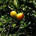 Malpighia glabra fruit picture by Daniel Bourget (cc-by-sa)