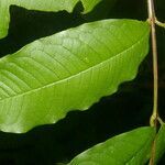 Vochysia allenii leaf picture by Nelson Zamora Villalobos (cc-by-nc)