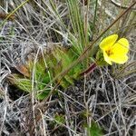 Castratella piloselloides habit picture by Fabien Anthelme (cc-by-sa)