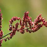 Rumex acetosa habit picture by Aurélia et JChris Courte-Barbary (cc-by-sa)