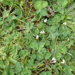 Trifolium subterraneum habit picture by Llandrich anna (cc-by-sa)