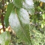 Nothofagus nitida leaf picture by Daniel Barthelemy (cc-by-nc)