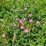 Centaurium pulchellum flower picture by Martijn Meelker (cc-by-sa)