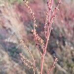 Rumex acetosella fruit picture by moraga danny (cc-by-sa)