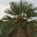 Trithrinax campestris habit picture by Muzzachiodi Norberto (cc-by-sa)