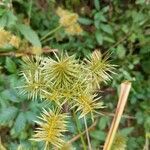 Cyperus strigosus fruit picture by Matthias Foellmer (cc-by-sa)