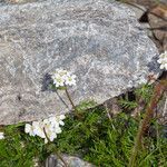 Achillea atrata habit picture by Martin Bishop (cc-by-sa)