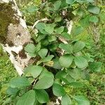 Ficus natalensis leaf picture by Gnagbo Anthelme (cc-by-sa)