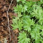 Saxifraga geranioides leaf picture by margarida vila (cc-by-sa)