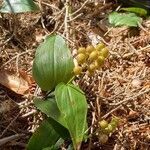 Maianthemum canadense habit picture by Bianca Legault (cc-by-sa)