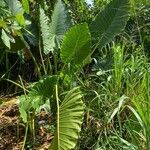 Alocasia macrorrhizos leaf picture by Catherine Vaneyck (cc-by-sa)