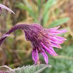 Senecio formosus flower picture by Fabien Anthelme (cc-by-sa)