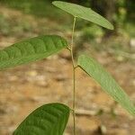 Dicorynia guianensis leaf picture by R. Tournebize (cc-by-sa)