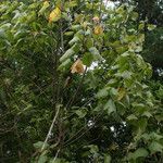 Dombeya elegans habit picture by E. Mouysset (cc-by-sa)