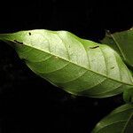 Cupania macrostylis leaf picture by Jean-François Molino (cc-by-sa)