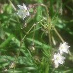 Spergula arvensis flower picture by Thibaut Durr (cc-by-sa)