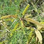 Prosopis alpataco flower picture by Trap Hers (cc-by-sa)