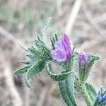 Echium asperrimum flower picture by S100 (cc-by-sa)