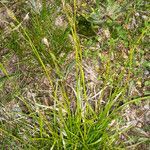 Carex sempervirens habit picture by Martin Bishop (cc-by-sa)