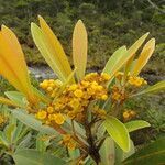 Tristaniopsis glauca flower picture by Richard Chesher (cc-by-sa)