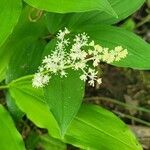 Maianthemum racemosum flower picture by jimseng jimseng (cc-by-sa)