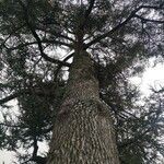 Cedrus atlantica habit picture by Hugo SARRAUT (cc-by-sa)