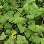 Xanthium strumarium habit picture by Paul Henrich (cc-by-sa)