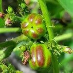 Jatropha excisa fruit picture by Trap Hers (cc-by-sa)