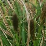 Carex halleriana leaf picture by Pierre GIRARD (cc-by-sa)