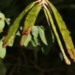 Lennea viridiflora leaf picture by Nelson Zamora Villalobos (cc-by-nc)