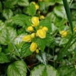 Lamium galeobdolon flower picture by Ludek (cc-by-sa)