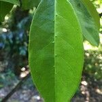 Hydrangea serratifolia leaf picture by Daniel Barthelemy (cc-by-nc)