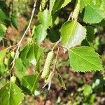 Betula pendula flower picture by berry (cc-by-sa)