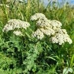 Achillea ligustica flower picture by Pasquale Castagnello (cc-by-sa)