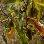 Combretum micranthum fruit picture by Maarten Vanhove (cc-by-sa)