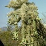 Cylindropuntia fulgida fruit picture by Daniel Barthelemy (cc-by-nc)