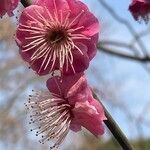 Prunus mume flower picture by Estelle Lefrancois (cc-by-sa)